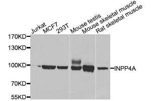 Western blot analysis of extracts of various cell lines, using INPP4A antibody. (INPP4A Antikörper  (AA 1-250))