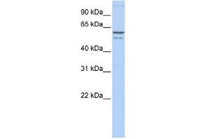CRMP1 antibody used at 1 ug/ml to detect target protein. (CRMP1 Antikörper  (N-Term))