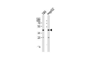 Western blot analysis of lysates from 293, HepG2 cell line (from left to right), using SIRT3 Antibody (C-term) (ABIN390178 and ABIN2840669). (SIRT3 Antikörper  (C-Term))