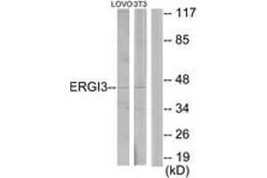 Western blot analysis of extracts from LOVO/NIH-3T3 cells, using ERGI3 Antibody.
