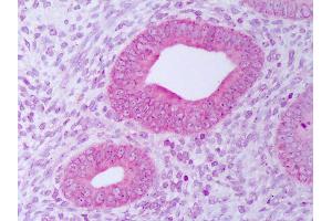 Anti-PDIA3 / ERp57 antibody IHC of human uterus, endometrium. (PDIA3 Antikörper  (APC))