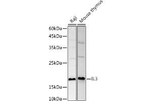 Western blot analysis of extracts of various cell lines, using IL3 antibody (ABIN6133013, ABIN6142378, ABIN6142379 and ABIN6221321) at 1:1000 dilution. (IL-3 Antikörper  (AA 20-152))
