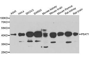 Western blot analysis of extracts of various cell lines, using PSAT1 antibody (ABIN5974050) at 1/1000 dilution. (PSAT1 Antikörper)