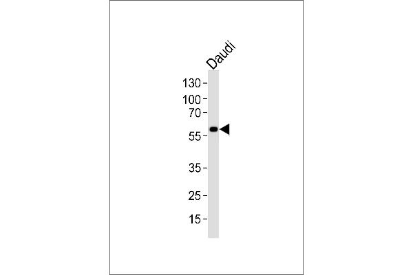 CHRNA9 Antikörper  (N-Term)