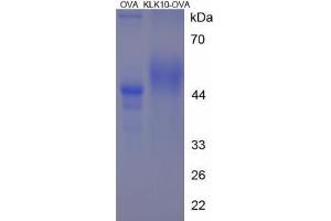 Image no. 2 for Kallikrein 10 (KLK10) (AA 201-213) peptide (Ovalbumin) (ABIN5666257) (Kallikrein 10 (KLK10) (AA 201-213) peptide (Ovalbumin))
