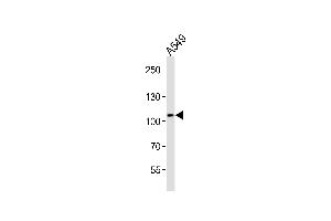 Western blot analysis of lysate from A549 cell line, using COG1 Antibody (C-term) (ABIN6242789 and ABIN6577891). (COG1 Antikörper  (C-Term))
