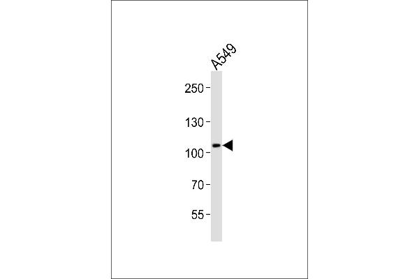COG1 antibody  (C-Term)