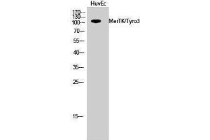 Western Blotting (WB) image for anti-MerTK/Tyro3 (MerTK/Tyro3) (Ser1181) antibody (ABIN3180727) (MerTK/Tyro3 Antikörper  (Ser1181))