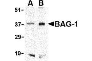 Western Blotting (WB) image for anti-BCL2-Associated Athanogene (BAG1) (C-Term) antibody (ABIN1030281) (BAG1 Antikörper  (C-Term))