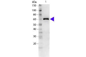 Western blot of Rabbit Anti-Bovine Serum Albumin secondary antibody.