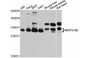 Western blot analysis of extracts of various cell lines, using MRPS18B antibody (ABIN5998258) at 1:3000 dilution. (MRPS18B Antikörper)