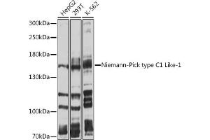 Western blot analysis of extracts of various cell lines, using Niemann-Pick type C1 Like-1 antibody (ABIN6132421, ABIN6144760, ABIN6144761 and ABIN6214162) at 1:1000 dilution. (NPC1L1 Antikörper  (AA 1030-1100))