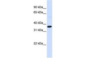Image no. 1 for anti-c-Fos (c-Fos) (N-Term) antibody (ABIN6744358) (c-FOS Antikörper  (N-Term))