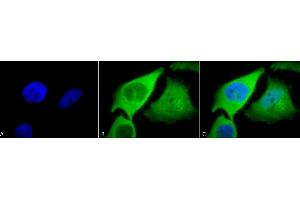Immunocytochemistry/Immunofluorescence analysis using Rabbit Anti-HO-1 Polyclonal Antibody (ABIN361673 and ABIN361674). (HMOX1 Antikörper)