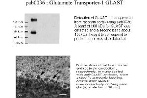 Image no. 1 for anti-Solute Carrier Family 1 (Glial High Affinity Glutamate Transporter), Member 3 (SLC1A3) (C-Term) antibody (ABIN346977) (SLC1A3 Antikörper  (C-Term))