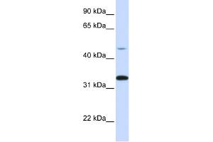 WB Suggested Anti-CDK3 Antibody Titration:  0.