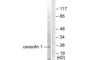 Western Blotting (WB) image for anti-Caveolin 1, Caveolae Protein, 22kDa (CAV1) (C-Term) antibody (ABIN1848451) (Caveolin-1 Antikörper  (C-Term))