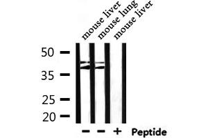 Western blot analysis of extracts from mouse liver ,mouse lung, using Cytochrome P450 4Z1/2 Antibody. (Cytochrome P450 4Z1/2 Antikörper)