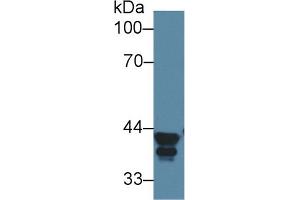 Detection of ALDOA in Human HepG2 cell lysate using Polyclonal Antibody to Aldolase A, Fructose Bisphosphate (ALDOA) (ALDOA Antikörper  (AA 18-273))