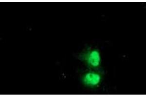 Anti-C1orf50 mouse monoclonal antibody (ABIN2454835) immunofluorescent staining of COS7 cells transiently transfected by pCMV6-ENTRY C1orf50 (RC200134). (C1ORF50 Antikörper)