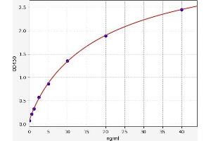 Lysyl Oxidase (LOX) ELISA Kit