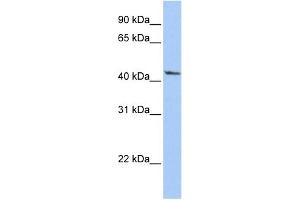 WB Suggested Anti-IGFBP2 Antibody Titration: 0. (IGFBP2 Antikörper  (Middle Region))