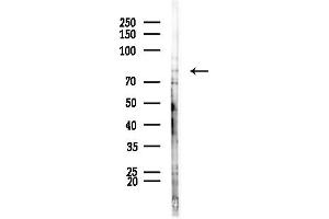 anti-rho Guanine Nucleotide Exchange Factor (GEF) 16 (ARHGEF16) (Internal Region) antibody