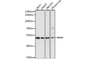 Western blot analysis of extracts of various cell lines, using RARA antibody. (Retinoic Acid Receptor alpha Antikörper)