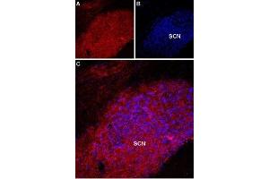 Expression of Melatonin receptor type 1A in rat supra-chiasmatic nucleus - Immunohistochemical staining of rat supra-chiasmatic nucleus (SCN) with Anti-Melatonin Receptor 1A (MTNR1A) Antibody (ABIN7043326, ABIN7044599 and ABIN7044600). (Melatonin Receptor 1A Antikörper  (3rd Intracellular Loop))