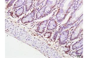 Paraformaldehyde-fixed, paraffin embedded mouse brain; Antigen retrieval by boiling in sodium citrate buffer (pH6) for 15min; Block endogenous peroxidase by 3% hydrogen peroxide for 30 minutes; Blocking buffer (normal goat serum) at 37°C for 20min; Antibody incubation with Histone H3/HIST3H3 (3G1) Monoclonal Antibody, Unconjugated (bsm-33042M)at 1:200 overnight at 4°C, followed by a conjugated secondary and DAB staining.