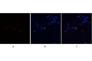 Immunofluorescence analysis of human-breast tissue. (Annexin a1 Antikörper  (AA 130-180))