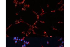 Immunofluorescence analysis of NIH-3T3 cells using GNAI2 Polyclonal Antibody at dilution of 1:100 (40x lens). (GNAI2 Antikörper)