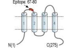 Representative domain view of the target of ABIN7042995.