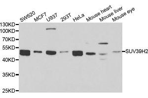 Western blot analysis of extracts of various cell lines, using SUV39H2 antibody. (SUV39H2 Antikörper)