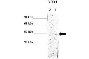 WB Suggested Anti-YBX1 Antibody    Positive Control:  Lane 1: 5ug mouse brain cytoplasm Lane 2: 5ug mouse brain nucleus   Primary Antibody Dilution :   1:1000  Secondary Antibody :  Anti rabbit - IR-dye  Secondry Antibody Dilution :   1:10,000   Submitted by:  Anonymous