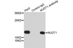 Immunoprecipitation analysis of 200ug extracts of 293T cells using 1ug NUDT1 antibody. (NUDT1 Antikörper)