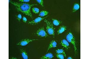 IF analysis of Hsp60 using anti-Hsp60 antibody (ABIN3043854).