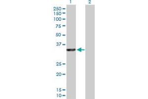 Western Blot analysis of RASSF5 expression in transfected 293T cell line by RASSF5 MaxPab polyclonal antibody. (RASSF5 Antikörper  (AA 1-265))