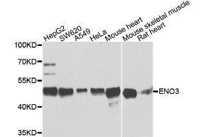 Western blot analysis of extracts of various cells, using ENO3 antibody.