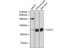 Western blot analysis of extracts of various cell lines, using LLGL2 antibody (ABIN6131794, ABIN6143262, ABIN6143265 and ABIN6224298) at 1:1000 dilution. (LLGL2 Antikörper  (AA 620-819))