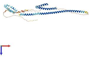 RILP Protein (AA 1-369) (His tag)