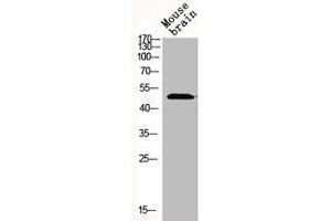 Western Blot analysis of MOUSE-BRAIN cells using Mnk1 Polyclonal Antibody (MKNK1 Antikörper  (Internal Region))
