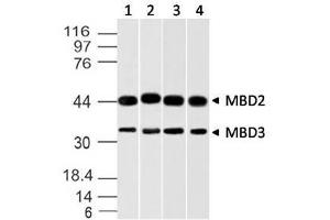 Image no. 1 for anti-Methyl-CpG Binding Domain Protein 3 (MBD3) (AA 1-290) antibody (ABIN5027348) (MBD3 Antikörper  (AA 1-290))