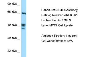 Western Blotting (WB) image for anti-Actin-Like 8 (ACTL8) (C-Term) antibody (ABIN2789385) (Actin-Like 8 Antikörper  (C-Term))