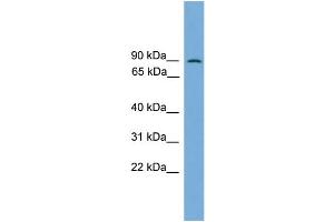 WB Suggested Anti-MAPK7 Antibody Titration: 0. (MAPK7 Antikörper  (Middle Region))