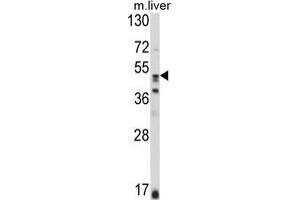 Western blot analysis of GSS Antibody (C-term) in mouse liver tissue lysates (35 µg/lane). (Glutathione Synthetase Antikörper  (C-Term))