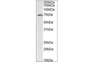 Staining of Daudi lysate using RFX5 antibody at 2 µg/ml (35µg protein in RIPA buffer).