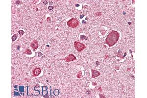 ABIN1590079 (5µg/ml) staining of paraffin embedded Human Cortex. (GABRA6 Antikörper  (AA 15-26))