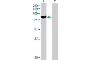 Western Blot analysis of TIAM2 expression in transfected 293T cell line by TIAM2 MaxPab polyclonal antibody.