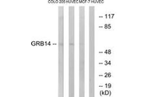 Western Blotting (WB) image for anti-Growth Factor Receptor-Bound Protein 14 (GRB14) (AA 81-130) antibody (ABIN2890351)